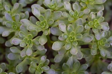 makro çekim kaktüs