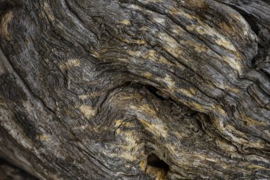 doğal ağaç doku