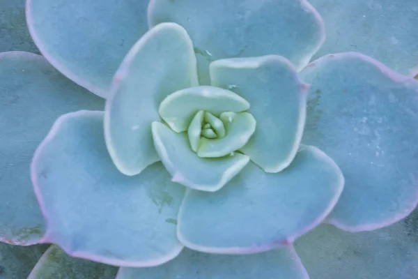 Makro skott cactus — Stockfoto