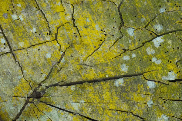Textura natural da árvore — Fotografia de Stock