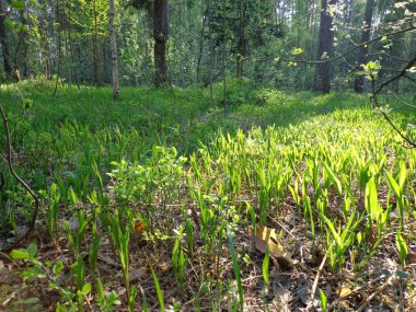 Ormandaki vadi zambakları