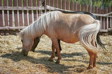 iki küçük midilli 