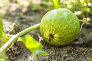 Olgunlaşmamış küçük kabak