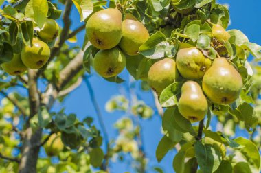 Armut olgunlaşmış meyve