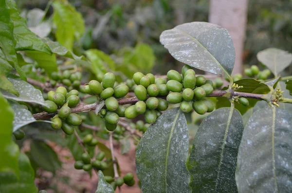 Planta de café em Tanzânia — Fotografia de Stock