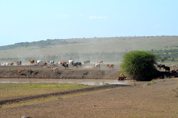 herd of cattle near waterhole in  Arusha  Tanzania 