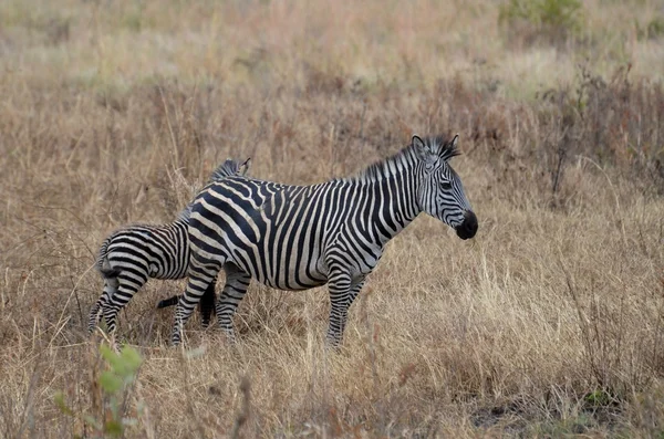 Zebra e seu filho na savana no Parque Nacional Mikumi, na Tanzânia — Fotografia de Stock