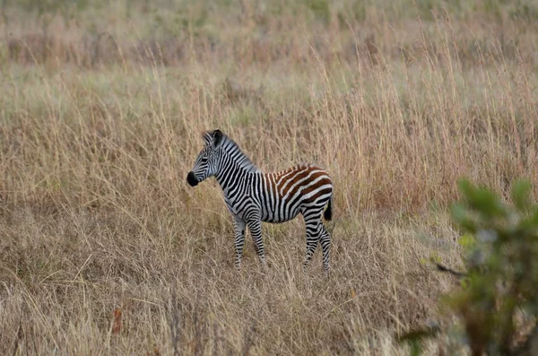 Jovem zebra na savana no Parque Nacional Mikumi na Tanzânia — Fotografia de Stock