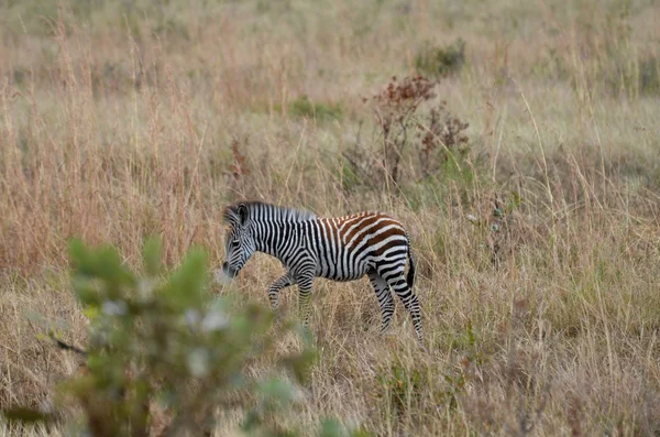 Jeune zèbre dans la savane dans le parc national Mikumi en Tanzanie — Photo