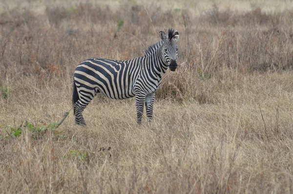 Jovem zebra na savana no Parque Nacional Mikumi na Tanzânia — Fotografia de Stock