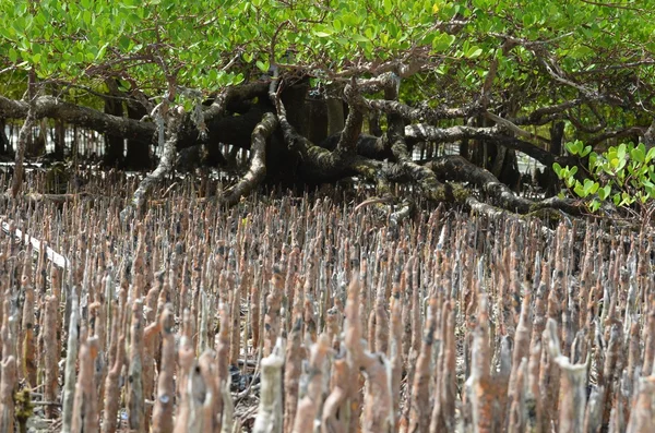 Mangrove gyökerei a zanzibar-Bwejuu easthern Afrikában — Stock Fotó