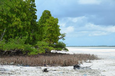 mangrov orman easthern Afrika zanzibar Adası 
