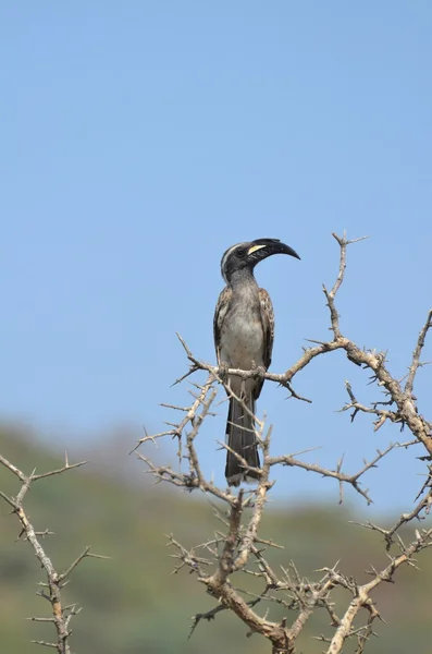 나무에 아프리카 회색 hornbill — 스톡 사진