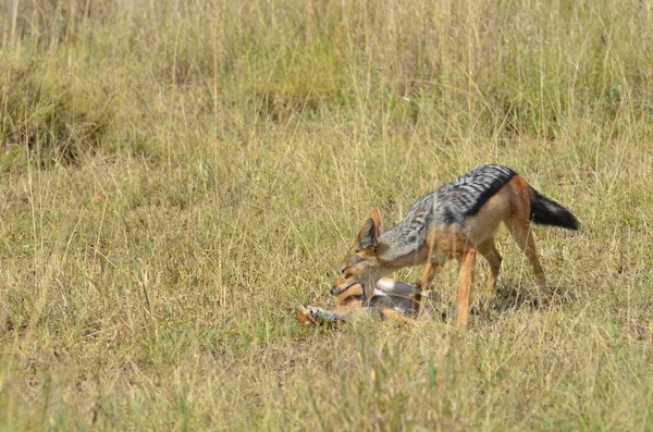 Cacería de chacales poco impala en Tanzania África —  Fotos de Stock