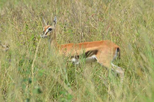 Little impala in the savannah in  Tanzania Africa — Stock Photo, Image