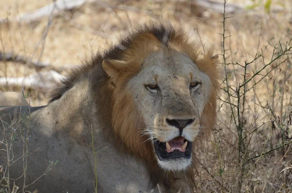 León con su presa en el Parque Nacional Selous en Tanzania — Foto de Stock