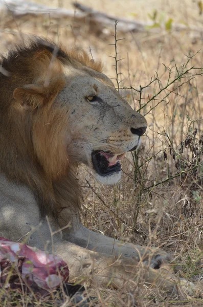Leão com sua presa no Parque Nacional Selous na Tanzânia — Fotografia de Stock