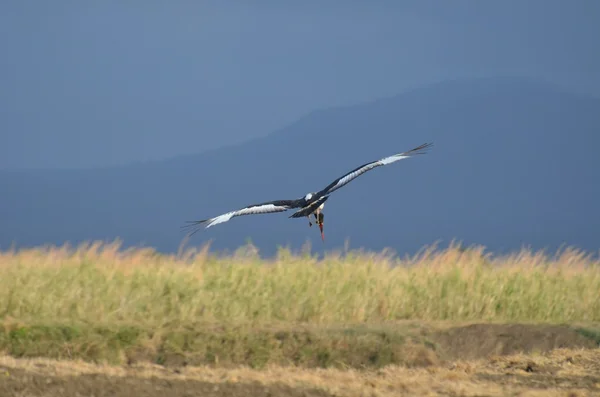 Cigogne à bec en selle sur fligth au-dessus d'un trou d'eau — Photo