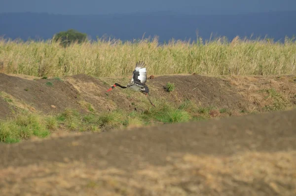 Sela cegonha faturada na falésia sobre o buraco da água — Fotografia de Stock