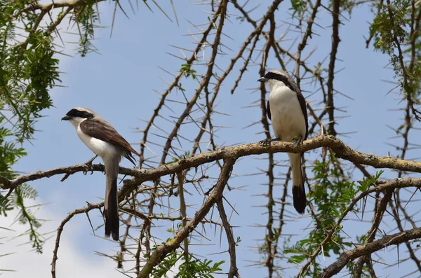 Fiscal de cauda longa na árvore no Parque Nacional Serengeti, na Tanzânia África — Fotografia de Stock