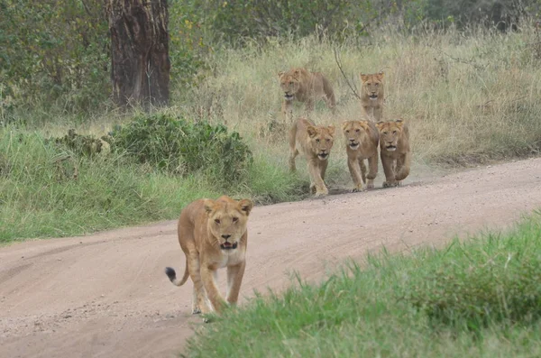 Leonessa che cammina con suo figlio nel Parco Nazionale del Serengeti in Tanzania Africa — Foto Stock