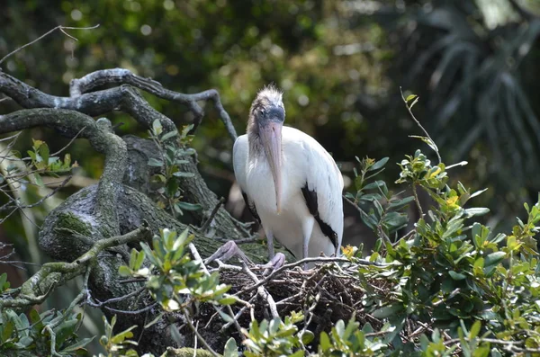 Cegonha americana cegonha na árvore na Flórida — Fotografia de Stock