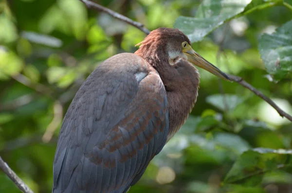 Menší Blue Heron na stromě na Floridě — Stock fotografie