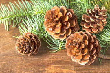 çam kozalakları ve köknar dalı