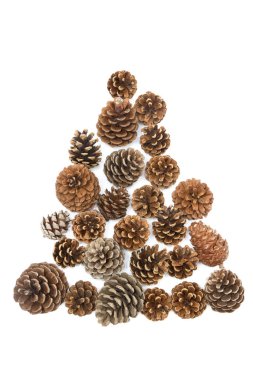 çam kozalakları izole