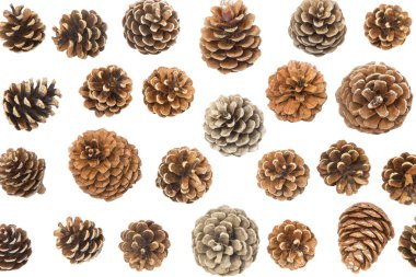 çam kozalakları izole