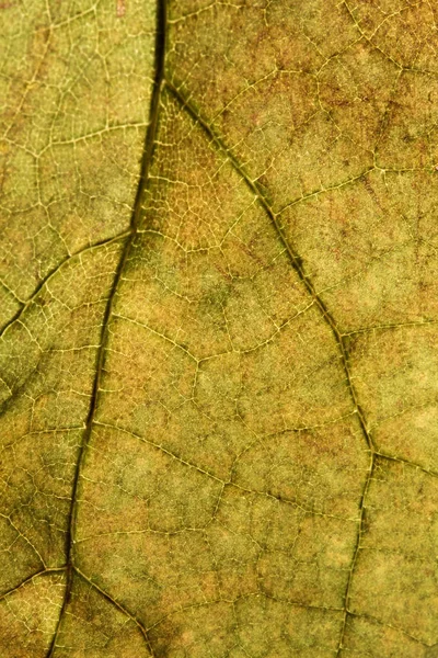 Textura de hoja de otoño — Foto de Stock