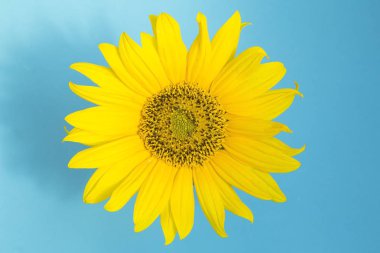 mavi arkaplanda ayçiçeği