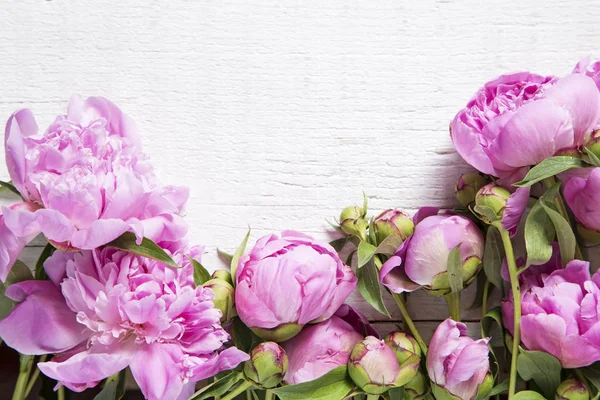 Peonías rosadas sobre blanco — Foto de Stock