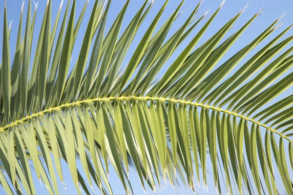 Branche de palmeira — Fotografia de Stock