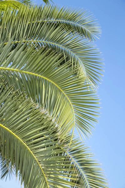 Ramos de palmeira — Fotografia de Stock