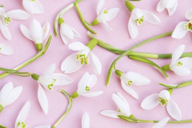 kardelen pembe bir arka plan üzerinde