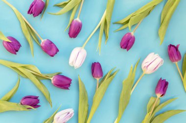 Beyaz ve mor laleler