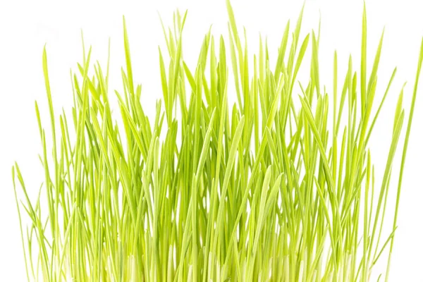 Plantas de trigo verde —  Fotos de Stock