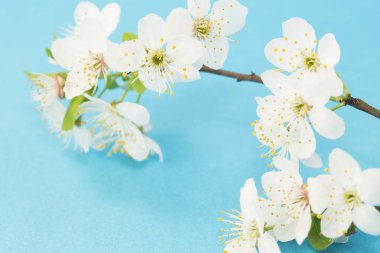 Mavi arka plan bahar çiçeği