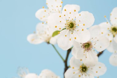 Mavi arka plan bahar çiçeği