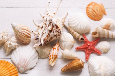 Beyaz ahşap zemin üzerinde kabukları