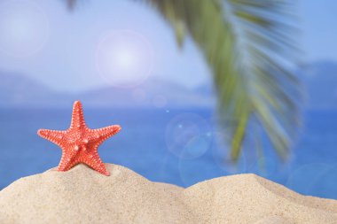 Yaz arka plan ile bir deniz yıldızı