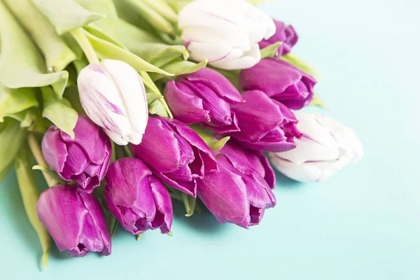 Біло-фіолетові тюльпани — стокове фото