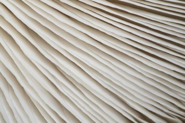 İstiridye mantar doku