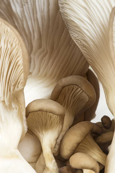 Funghi di ostrica da vicino — Foto Stock