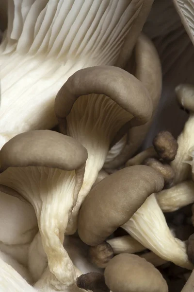 Funghi di ostrica da vicino — Foto Stock