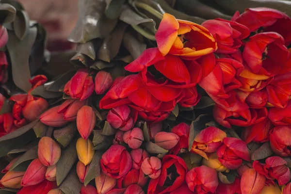 Куча красных тюльпанов — стоковое фото