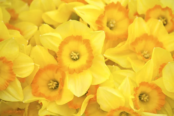 Sarı bahar nergis — Stok fotoğraf