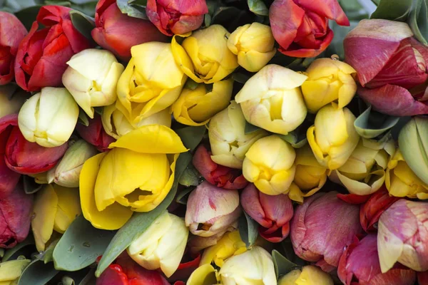 Купка різнокольорових тюльпанів — стокове фото