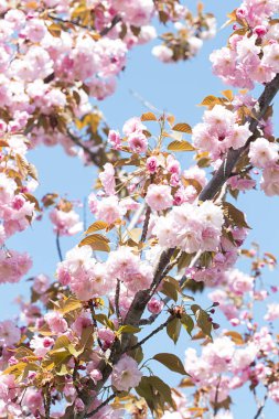 Japon kiraz çiçeği 